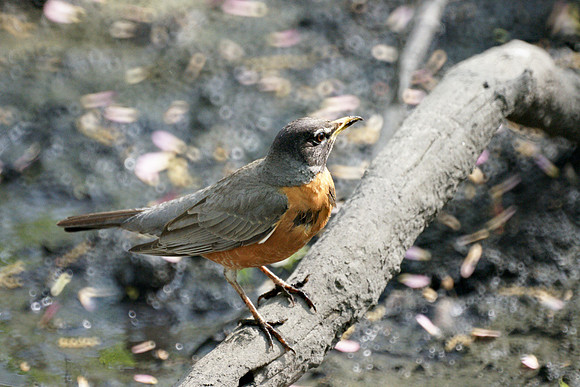 American Robin, Central Park