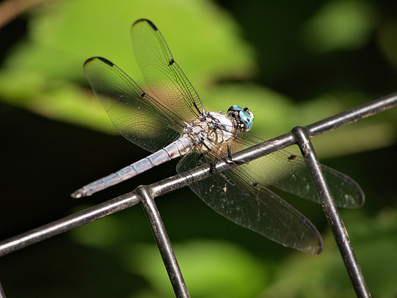 Blue Darter, Central Park