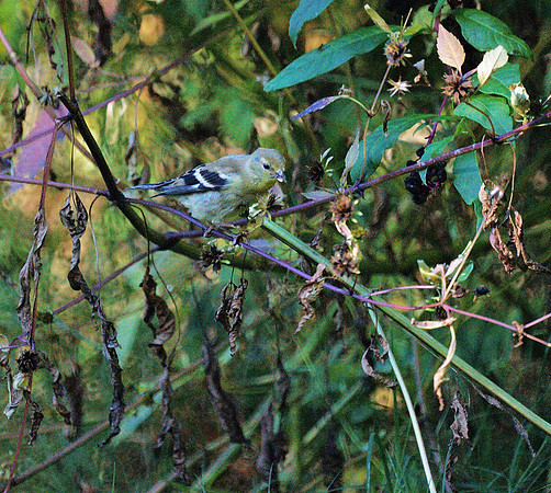 American Goldfinch, Central Park