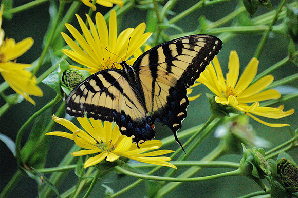 Tiger Swallowtail, Central Park