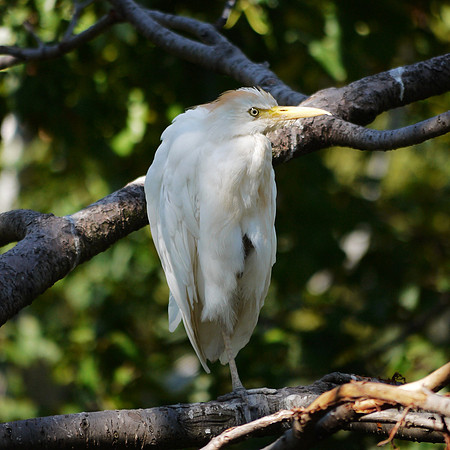 Cattle Egret, Queens Zoo Aviary