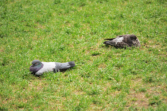 "If they were not pigeons what were they?"