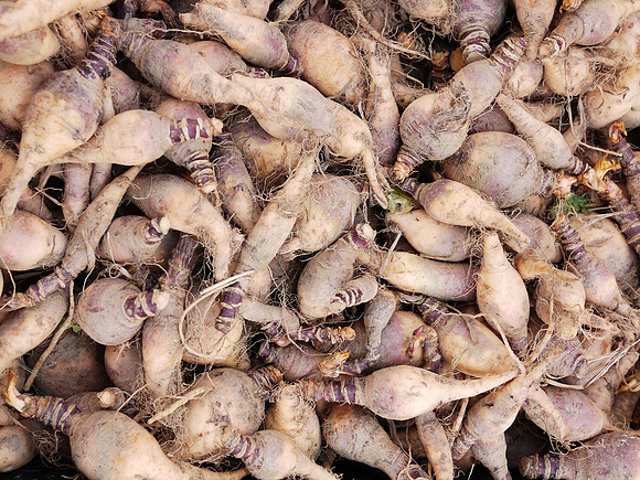 Rutabagas, Union Square Greenmarket