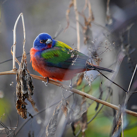 Painted Bunting, Prospect Park