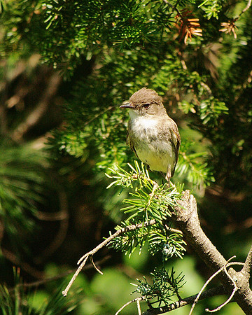 Eastern Phoebe