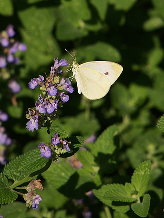 Cabbage butterfly