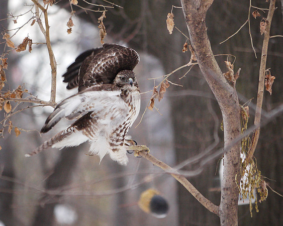 Hawk in motion