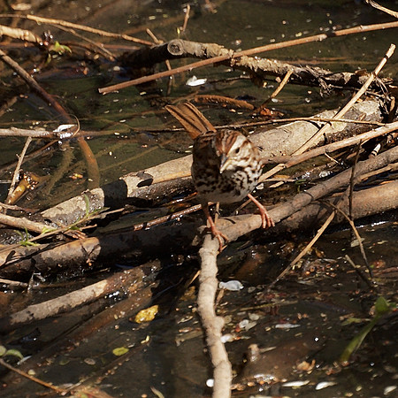 Song Sparrow, Central Park