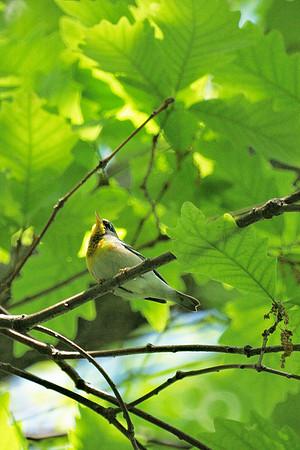 Northern Parula Warbler, Central Park