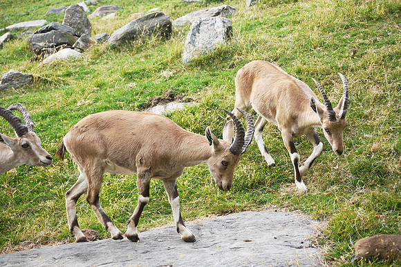 Ibexes up to no good