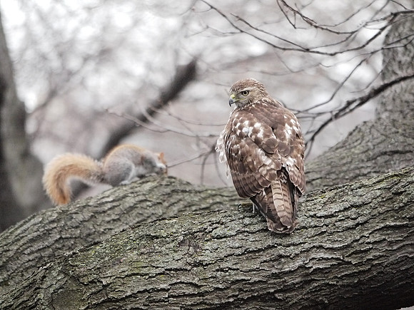 The Hawk and Squirrel Story (5)