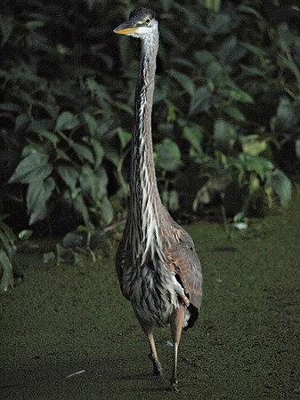 Great Blue Heron, Turtle Pond