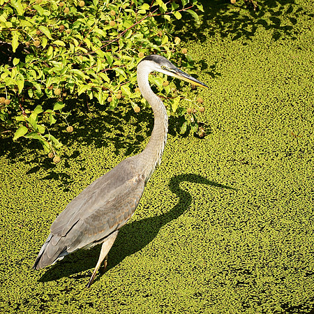 Great Blue Heron, Central Park