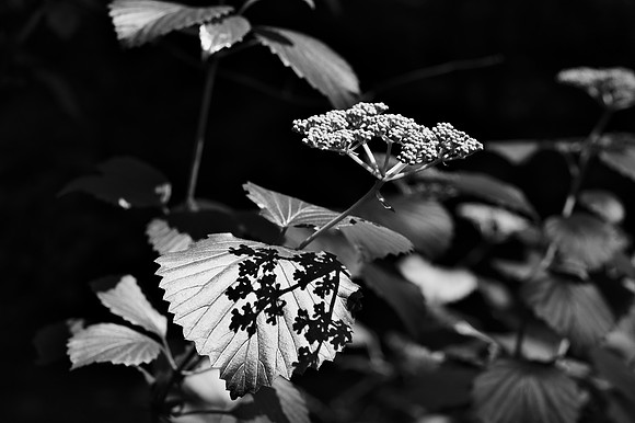 Some things are known more by their shadows
