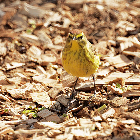 Palm Warbler, Central Park