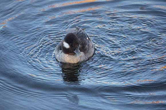 Bufflehead, Central Park Reservoir