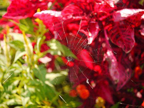 Spider web, Brooklyn Botanic Garden
