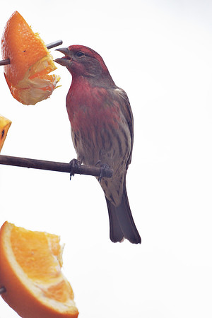 House Finch, Central Park