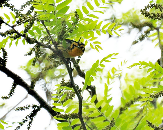 Blackburnian Warbler, Central Park
