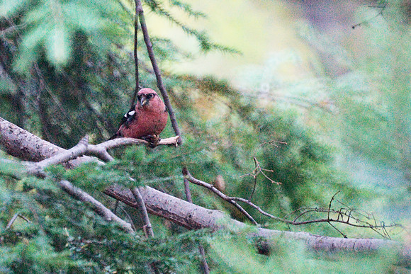White-Winged Crossbill, Central Park
