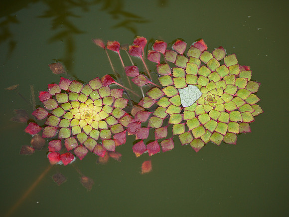 Brooklyn Botanic Garden