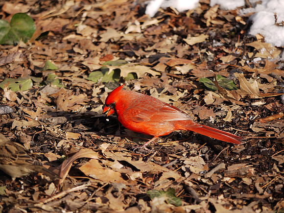 Cardinal, Central Park