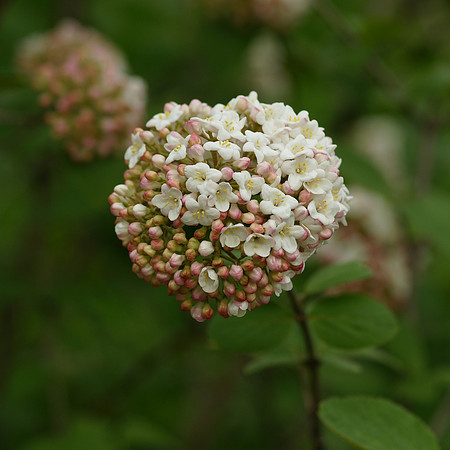 Brooklyn Botanic Garden