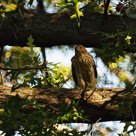 Hawk, Central Park