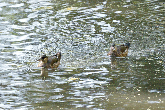 Female Wood Ducks, Central Park Lake