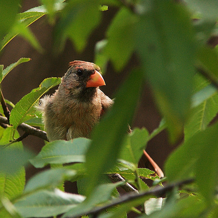 cardinal regardant