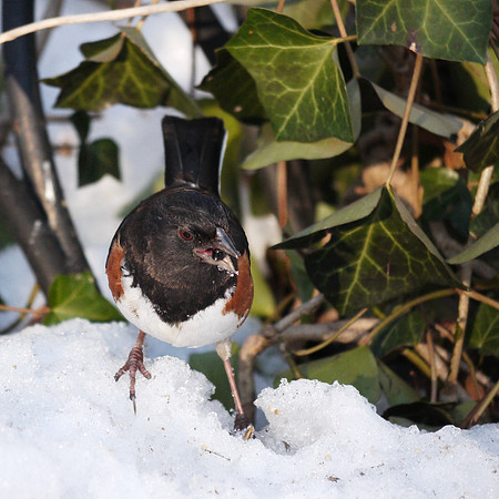 Rufous-Sided Towhee, Central Park