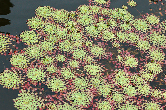 Ornamental Pool, Brooklyn Botanic Garden