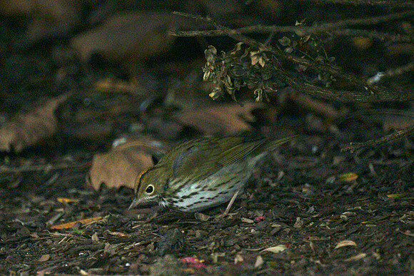 Ovenbird, Bryant Park