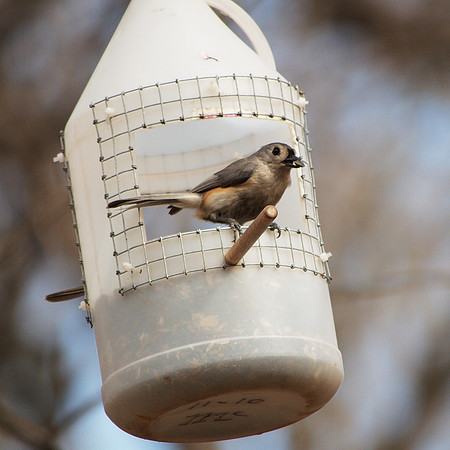 Tufted Titmouse, Central Park