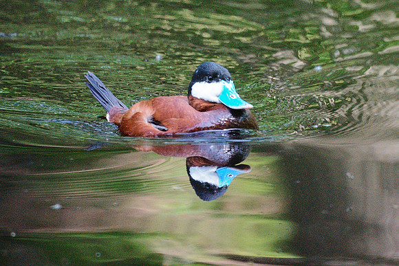 Och, ye Ruddy Duck