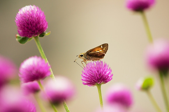 "But between Zhou and a butterfly there must be a difference"
