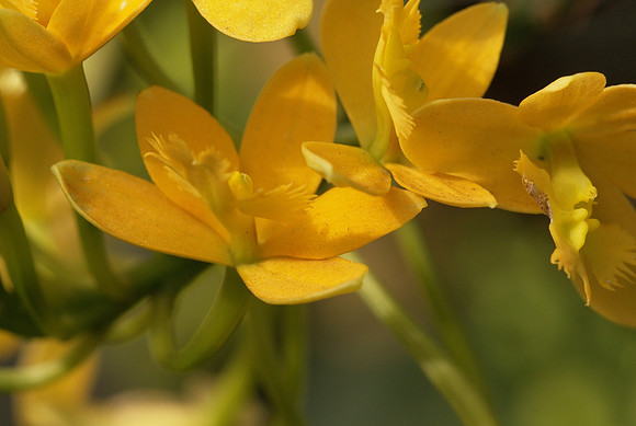 Reed-stem Epidendrum