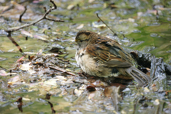 White-Throated Sparrow bathing