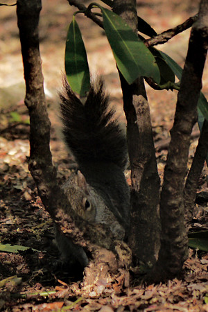 Sculptural squirrel