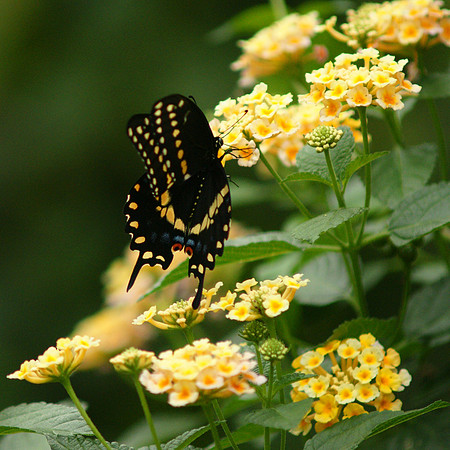 Black Swallowtail