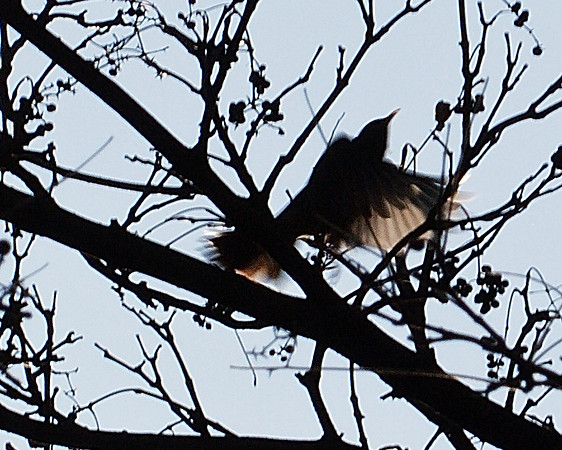 translucent wing