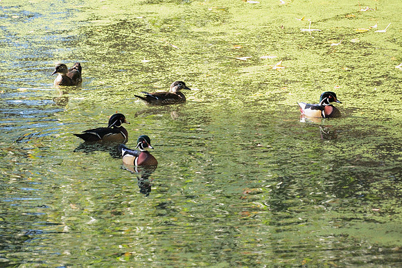 Wood Ducks, Central Park Lake