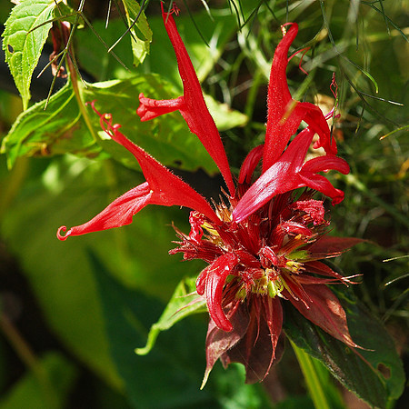 red menace