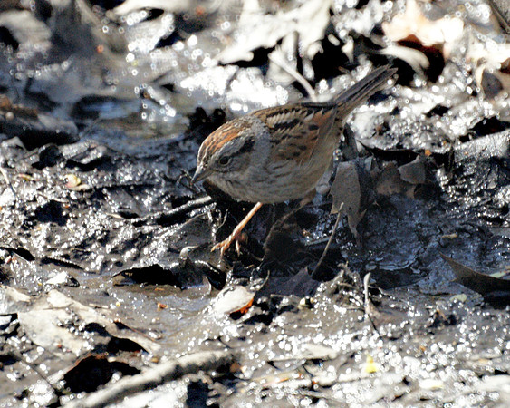 Swamp Sparrow, Central Park