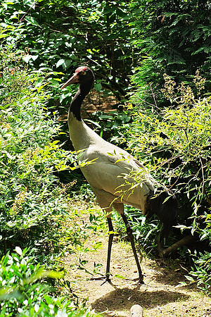 Black-necked Crane
