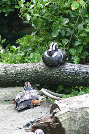 Harlequin Ducks, Central Park Zoo