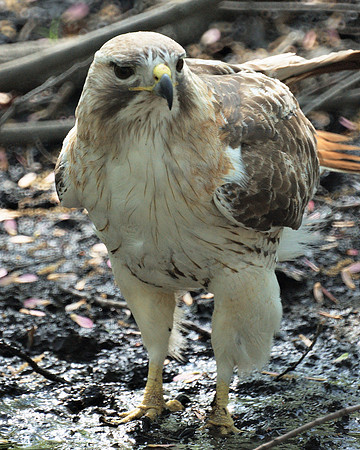 Pale Male