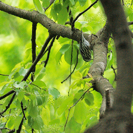 Black-and-White Warbler, Central Park