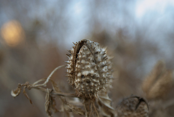 no hope of spring