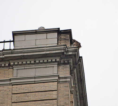 Young Red-Tailed Hawk, 81st Street and Central Park West